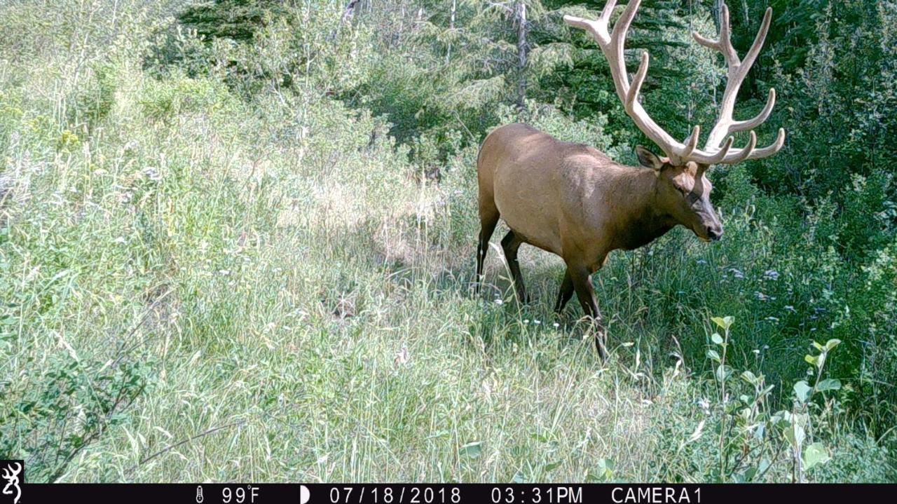 Antlers Lodge Кук-Сити Экстерьер фото